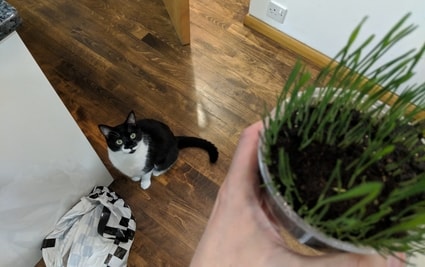 archie want grass