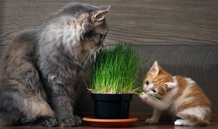 cat and kitten eating grass