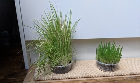 cat grass dying