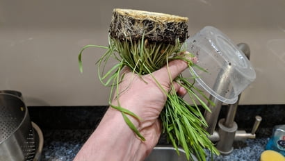 cat grass upside down shake out water