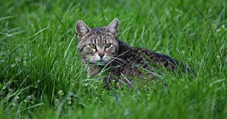 outside cat grass