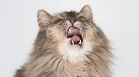 cat sneeze