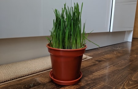 deep plant pot