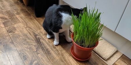 oat cat grass