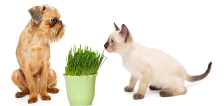 cat and dog with grass